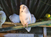 Budgies