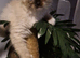 Beautiful seal mitted ragdoll boy kitten for sale