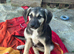 Sky Left in a box outside Lidls, a super loving pup who will be a bigger boy