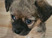 Bichone mixed chiuvava