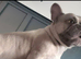 French bulldog puppies for sale