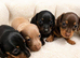 Miniature dachshund puppies