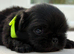 Outstanding Pekingese puppies