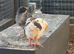 orpington chicks