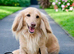 Cream long hair miniature Dachshund