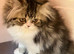 GCCF registered Pure Persian Kitten
