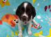 Sprocker puppies