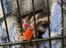 4 sugar gliders