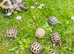 Baby Horsefield tortoises WOW! BE QUICK!!