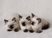 Stud Ragdoll Blue point and chocolate carrier