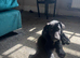 Borador dog Puppy