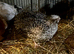 Male Coturnix Quail for Sale - Sparkly Fee, Celadon & Mixed Colours