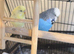 Beautiful Colourful Budgies in Oldham