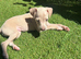 Two delightful Italian Greyhound male puppies