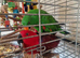 Wonderful Breeding Pair of Eclectus Parrots with a 2 day old chick for Sale