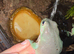 11 whites tree frogs for sale