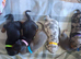5 mini dachshound puppys
