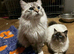 2 ragdoll kittens