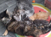 Beautiful GCCF registered maine coon kittens