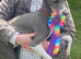 Italian greyhound pups