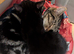 Female Kitten for sale Cleo