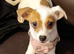 I have jack russell