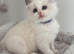 Stunning Blue/Lilac Bi-Colour Ragdoll Kittens – 7 Available