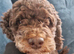 Rehoming my beautiful cockerpoo