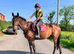 Smart chunky 4yr Irish bay gelding TB 16hh