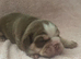Stunning DWKC Registered English Bulldog Puppies last 2 girls