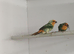 DNA pied sea green parrot finches for sale
