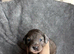 Merle Cockapoo puppies for sale