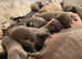 Whippet puppy’s