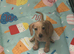 Miniature dachshund