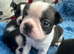 BEAUTIFUL LITTER OF 5 BOSTON TERRIERS