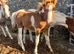 Quality Fillies and Colts for sale!