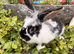 Beautiful rabbits ready now .