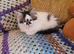 Gorgeous female kitten