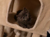 Persian cross very long haired babies looking for forever home, ready now ️️
