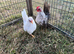 Serama pair ( hen & cockerel ) 3 months old