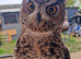 2 african eagle spotted owls
