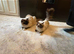 Beautiful Ragdoll Kittens - Ready for Their New Homes