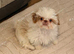 KC REG IMPERIAL SHIH TZU FEMALE