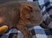 Stunning Cinnamon British Shorthair Female