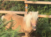 31” mini Shetland mare