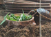 Red footed tortoise for sale