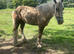 Palomino cob gelding 14.2