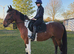 15.3hh Cob x Riding Gelding