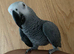 Hand tame African grey parrot