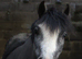 4yr 11.2hh old sec a mare
